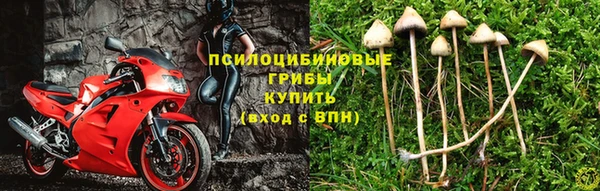 индика Гусиноозёрск